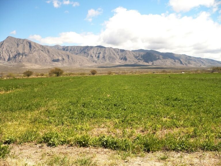El suelo juega un papel importante en la dinámica climática
