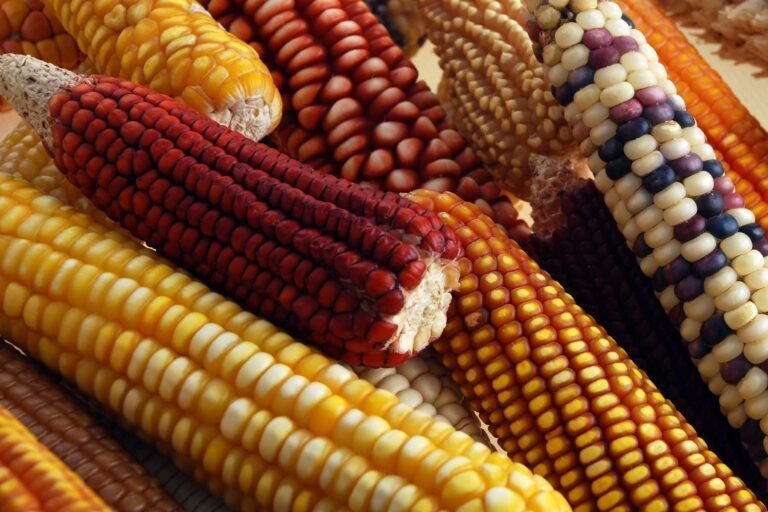 Sin riesgo para la salud, alimentos derivados del maíz mexicano