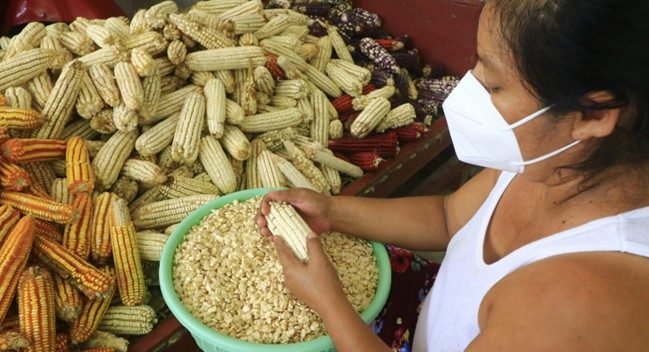 Mujeres y postcosecha: eslabón clave para la seguridad alimentaria CIMMYT