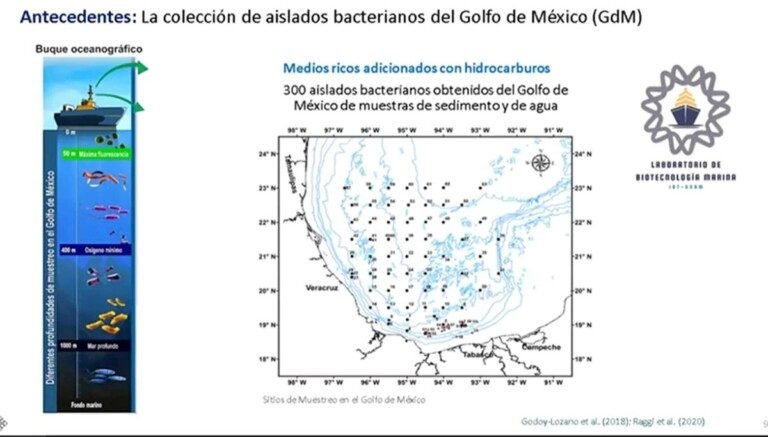 Universitarias descubren microorganismo que degrada en 15 días el plástico