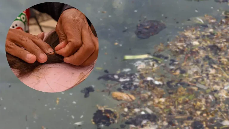 ¿Cabello ayuda a limpiar derrames de petróleo?