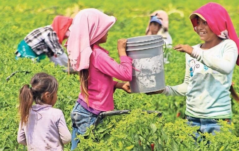 Niñez jornalera: entre surcos, jornadas largas y derechos en pausa