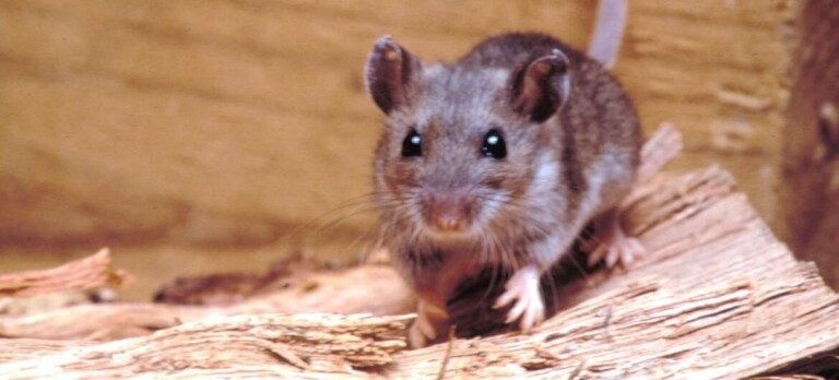 Hantavirus: qué es, cómo se transmite y por qué preocupa a las autoridades sanitarias