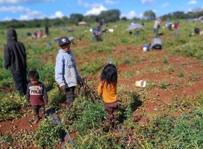 Niñas y niños jornaleros, los olvidados