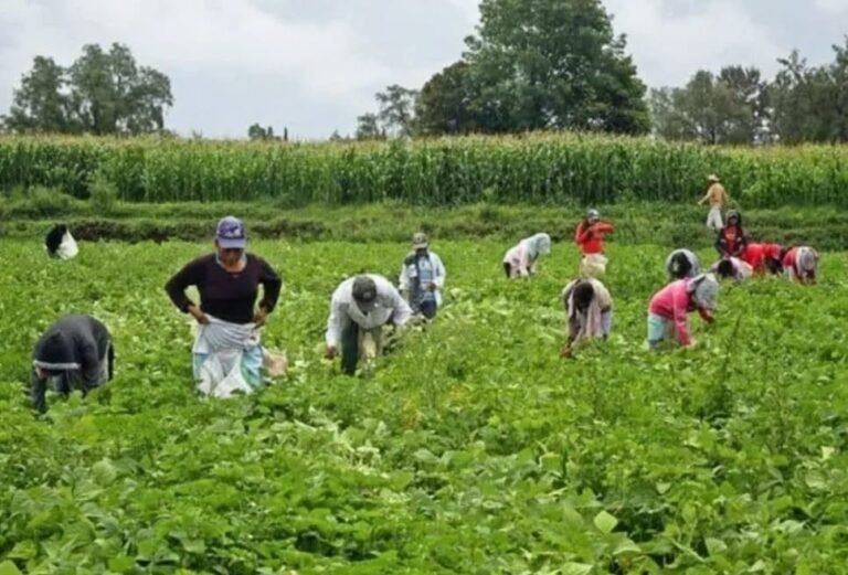 Inicia migración de jornaleros agrícolas al norte de México